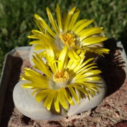 Lithops meyeri mesemb shown flowering