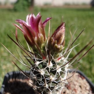 Sclerocactus X Toumeya hybrid cactus shown flowering