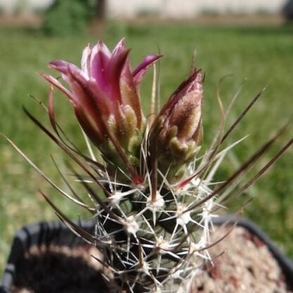 Sclerocactus X Toumeya hybrid cactus shown flowering