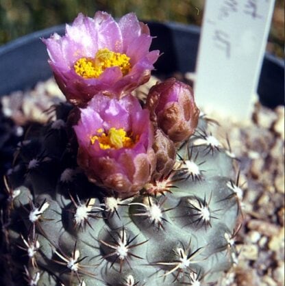 Sclerocactus brevispinus cactus shown flowering