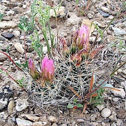 Sclerocactus glaucus cactus shown flowering