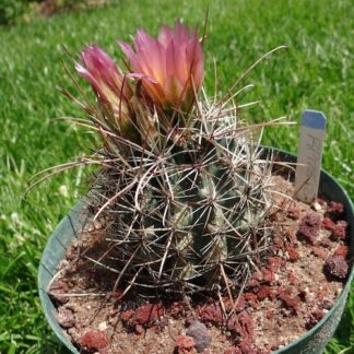 Sclerocactus parviflorus cactus shown flowering