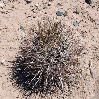 Sclerocactus parviflorus cactus shown in pot