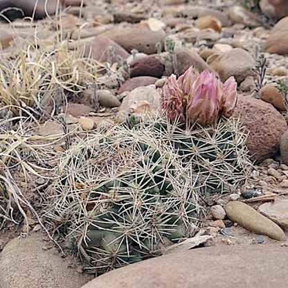 Sclerocactus wetlandicus 'brevispinus' cactus shown flowering
