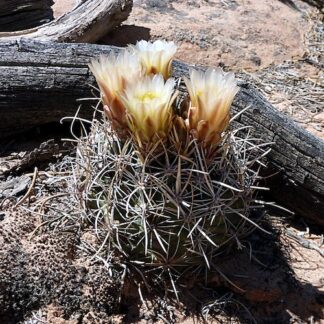 Sclerocactus whipplei cactus shown flowering