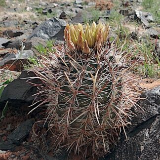 Sclerocactus whipplei cactus shown flowering