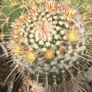 Mammillaria nejapensis cactus shown flowering