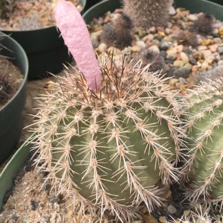 Neoporteria islayensis cactus shown in pot