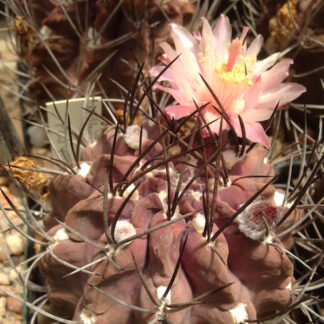 Neoporteria jussieui cactus shown flowering