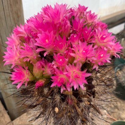 Neoporteria villosa cactus shown flowering