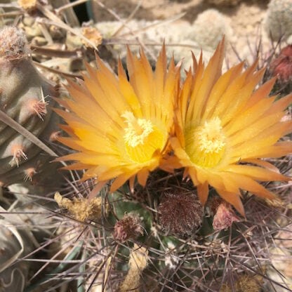 Pyrrhocactus strausianus cactus shown flowering