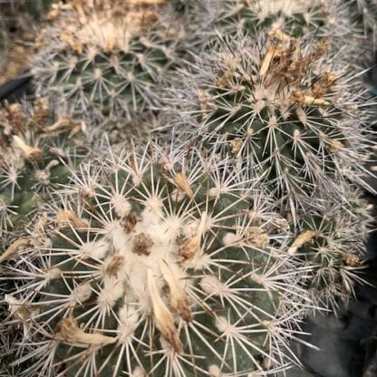 Turbinicarpus horripilus cactus shown in pot
