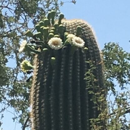Carnegiea gigantea cactus shown flowering