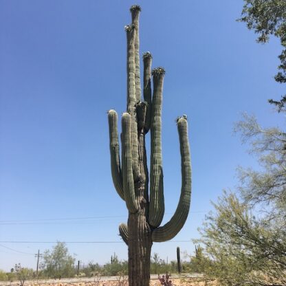 Carnegiea gigantea cactus shown in pot