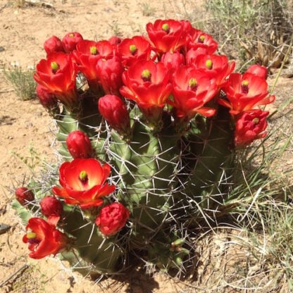 Echinocereus triglochidiatus cactus shown flowering