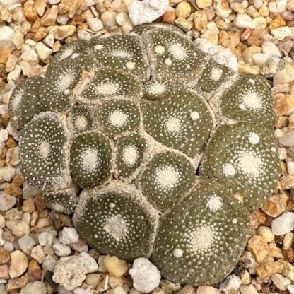 Blossfeldia liliputana cactus shown in pot