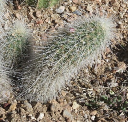 Echinocereus longisetus cactus shown in pot