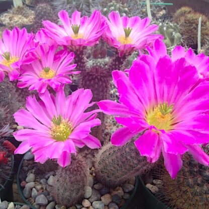 Echinocereus sciurus cactus shown flowering