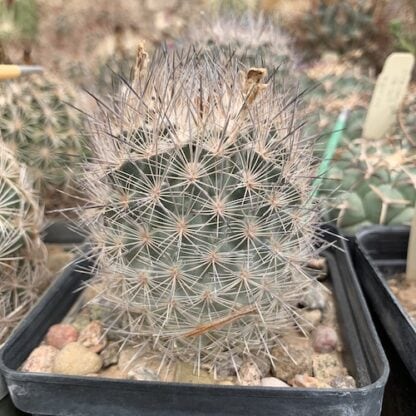 Echinomastus hispidus cactus shown in pot