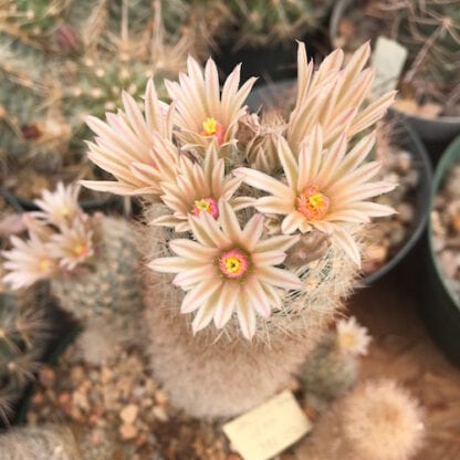 Escobaria duncanii cactus shown flowering