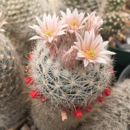 Escobaria duncanii cactus shown in pot