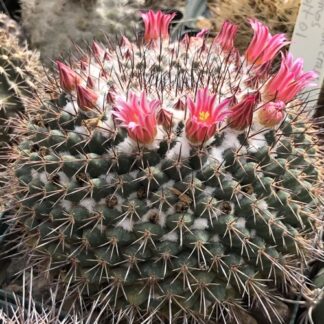 Mammillaria crassa cactus shown in pot