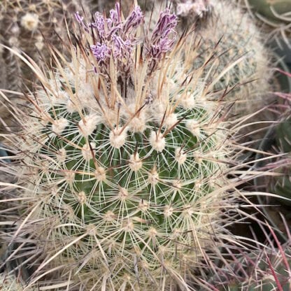 Stenocactus zacatecasensis cactus shown flowering