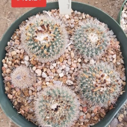 Turbinicarpus saueri cactus shown in pot