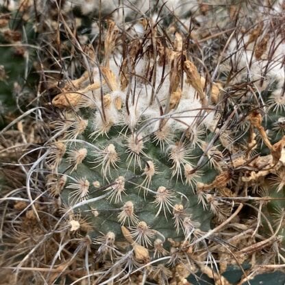 Turbinicarpus schiemdickeanus cactus shown in pot