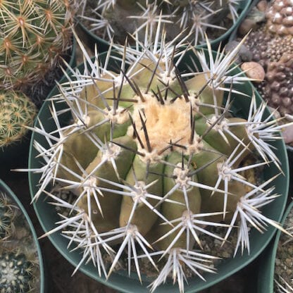 Copiapoa cupreata cactus shown flowering