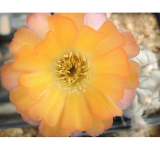 Lobivia thionantha cactus shown flowering