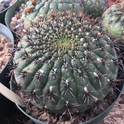 Matucana aureiflora cactus shown in pot