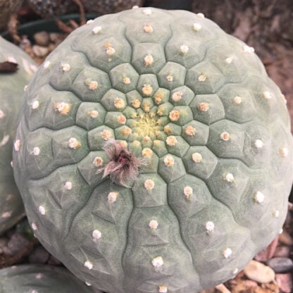 Matucana madisoniorum cactus shown in pot