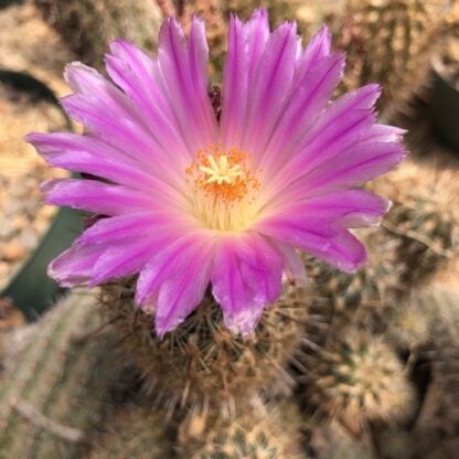 Thelocactus hastifer cactus shown flowering