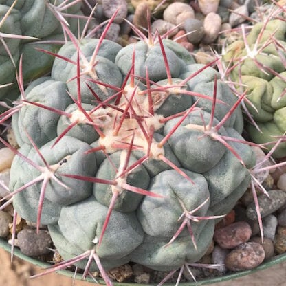 Thelocactus hexaedrophorus cactus shown in pot