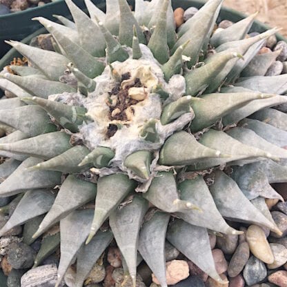 Ariocarpus retusus cactus shown in pot
