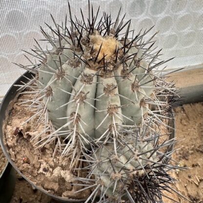 Copiapoa echinata cactus shown flowering