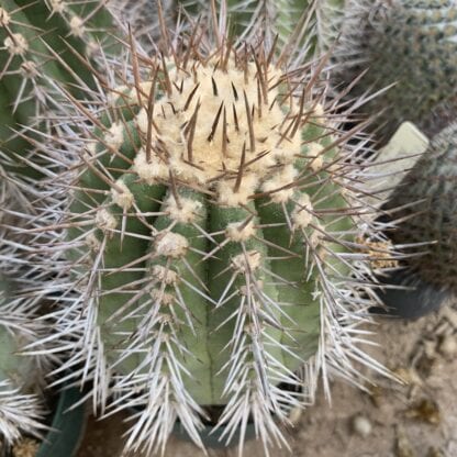Copiapoa calderana cactus shown in pot