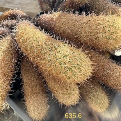 Mammillaria elongata cactus shown in pot