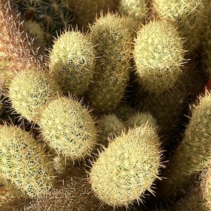 Mammillaria elongata cactus shown in pot