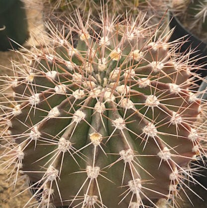 Acanthocalycium peitscherianum cactus shown flowering