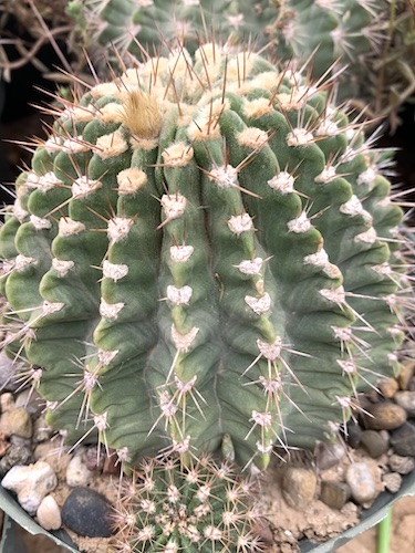 Acanthocalycium spiniflorum cactus shown flowering
