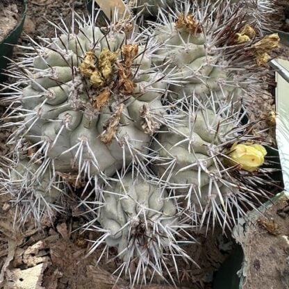 Copiapoa tocopillana cactus shown flowering