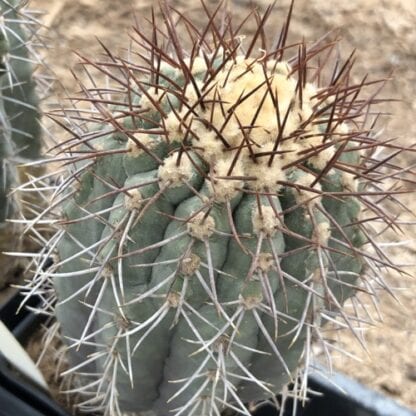 Copiapoa lembeckii v. magnifica cactus shown in pot