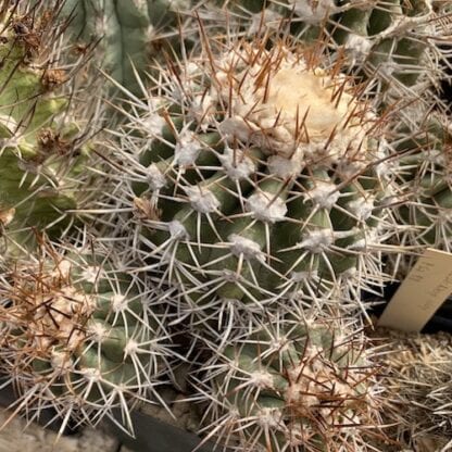 Copiapoa imbricata cactus shown flowering
