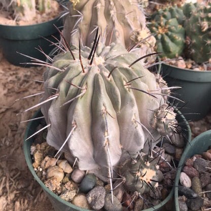 Copiapoa totoralensis cactus shown flowering