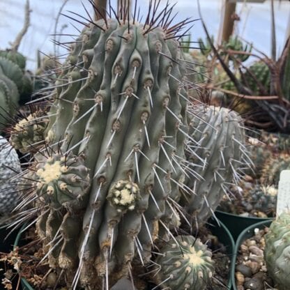 Copiapoa totoralensis cactus shown in pot