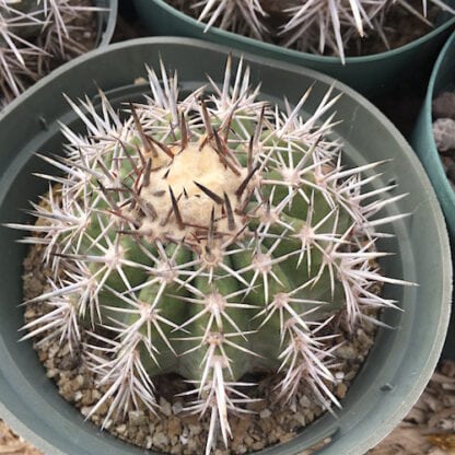 Copiapoa rubriflora cactus shown in pot