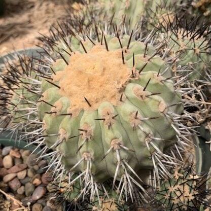 Copiapoa melanohystrix cactus shown flowering