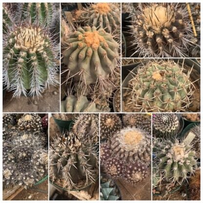 Copiapoa Mixed species seeds cactus shown in pot